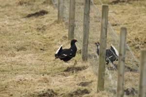 Fight me you coward!