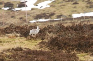 Mountain Hare