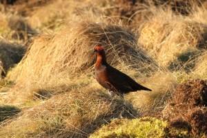 Red Grouse cock