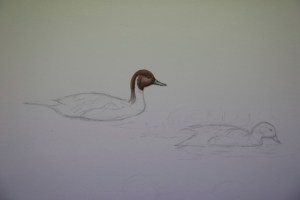 New Pintail and Teal Painting